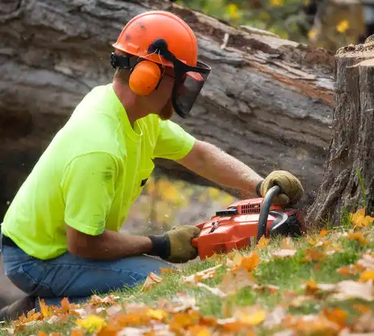 tree services Spring Lake Heights